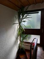 Yucca Palme Baden-Württemberg - Trossingen Vorschau