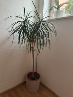 Gerandeter Drachenbaum „Dracaena marginata“ 150cm Bayern - Massing Vorschau