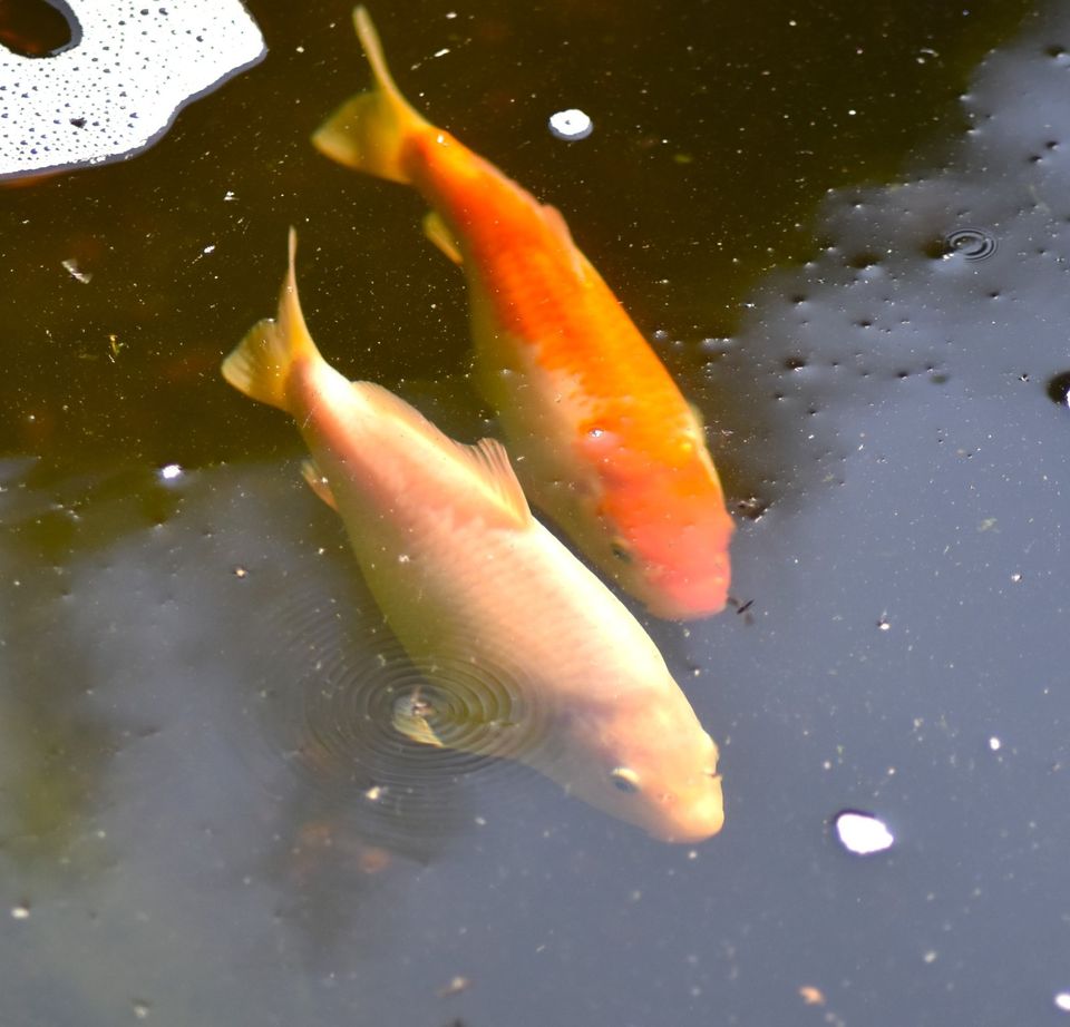 Weise Lady zuchtfreudiges Koi-Weichen ca. 50cm in Hahnstätten