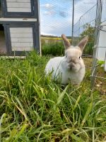 Hase Kaninchen Rheinland-Pfalz - Weitersborn Vorschau