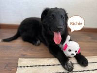 Tierschutz - Ein absolut  junger Rüde Richie sucht ein Zuhause! Berlin - Tempelhof Vorschau