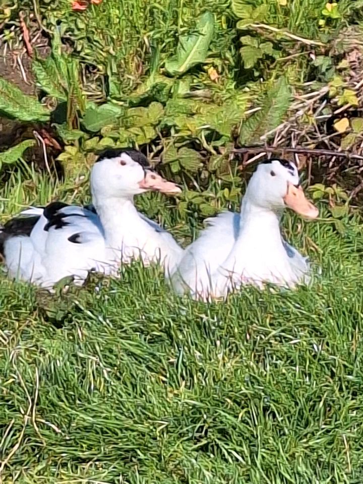 Barbarie-Enten StummentenWarzenentenFlugenten Pekingenten Muladen in Böhnhusen