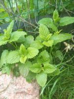 Gartenpflanze Melisse, je 1€ Niedersachsen - Braunschweig Vorschau