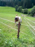 Offenstall Bayern - Waldkirchen Vorschau