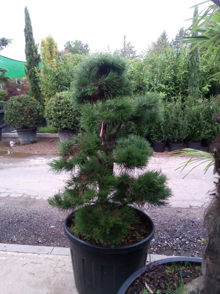 Pinus nigra austrica Bonsai 140/150cm -  schwarz Kiefer in Dreieich