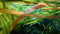 Aquariumpflanze - Vallisneria rubra serpenta Baden-Württemberg - Durmersheim Vorschau