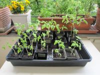 Tomate Pflanzen / Setzlinge - diverse Größen/Farben - noch 17 Stk Neuhausen-Nymphenburg - Neuhausen Vorschau