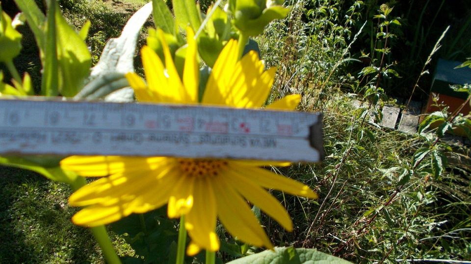 1150 x samen durchwachsene silphie silphium perfoliatum pflanze in Frickingen