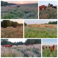 1 PL  Stutenweide Weideplätze Sommerweide 15 Hektar Ludwigslust - Landkreis - Hagenow Vorschau