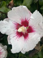 Zweifarbiger Hibiskus winterhart Thüringen - Mühlhausen Vorschau