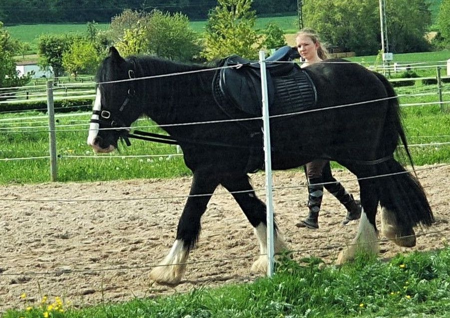 Pferdetraining, Bodenarbeit, Verhaltenstraining, Medical Training in Leipzig