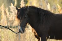 Welsh Cob Stute, Smokey Black, 6 Jahre Sachsen-Anhalt - Zahna-Elster Vorschau