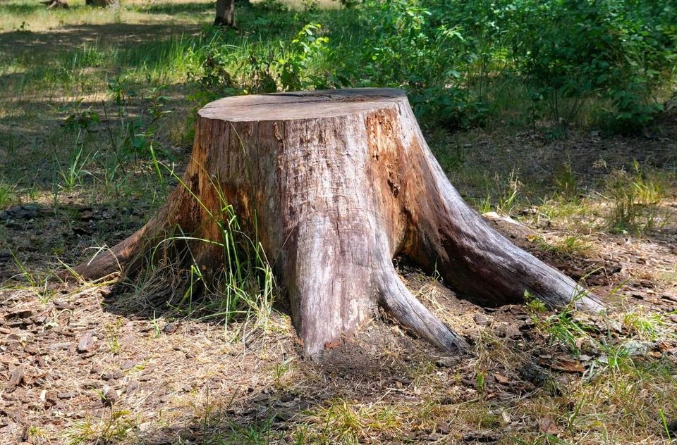 Baumstumpf Baumwurzel Entfernung Gärtner in Schwerte