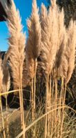 Pampasgräser Püschel Deko Hochzeit Blumen - nur Abholung Kreis Ostholstein - Süsel Vorschau