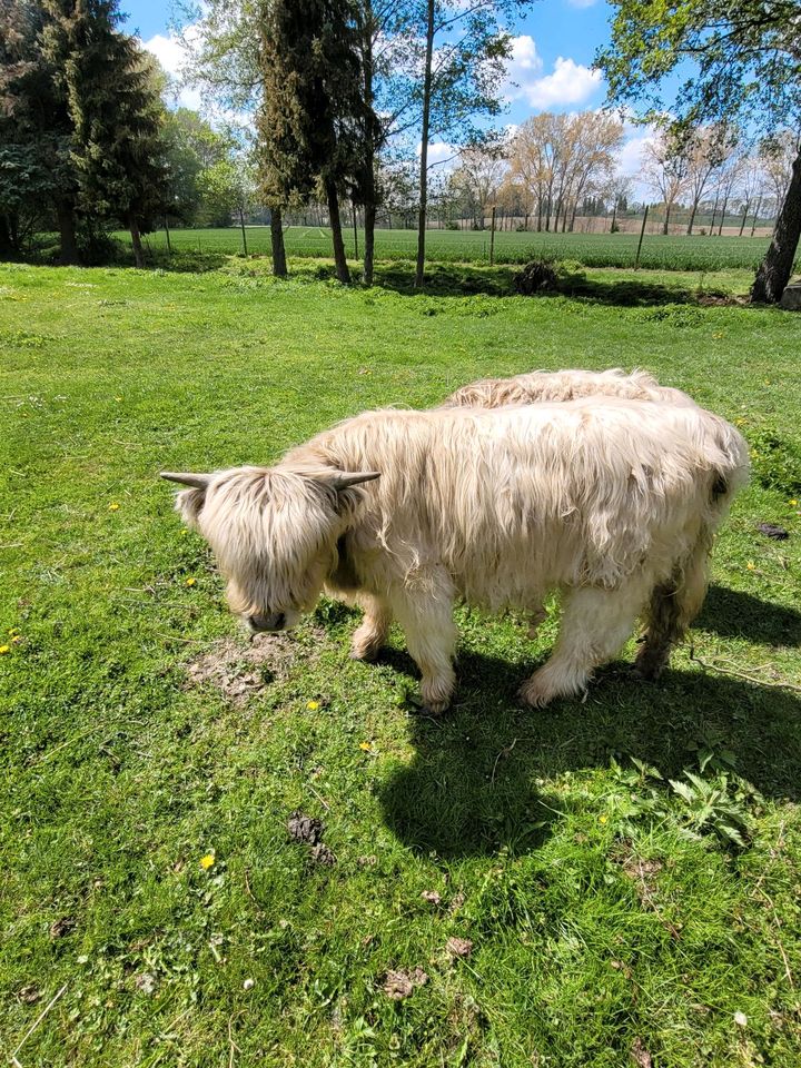 Highland Cattle,  Hochlandrind, Highlander in Lommatzsch