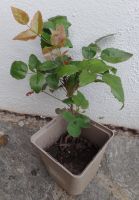 Jungpflanze „gewöhnliche Mahonie“ (Berberitzengewächs) Baden-Württemberg - Müllheim Vorschau