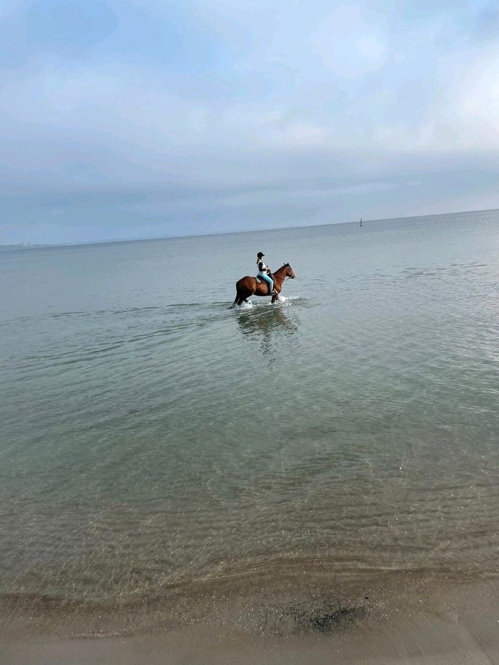 Anspruchsvolle Reitbeteiligung auf Quarter Horse in Barsbüttel