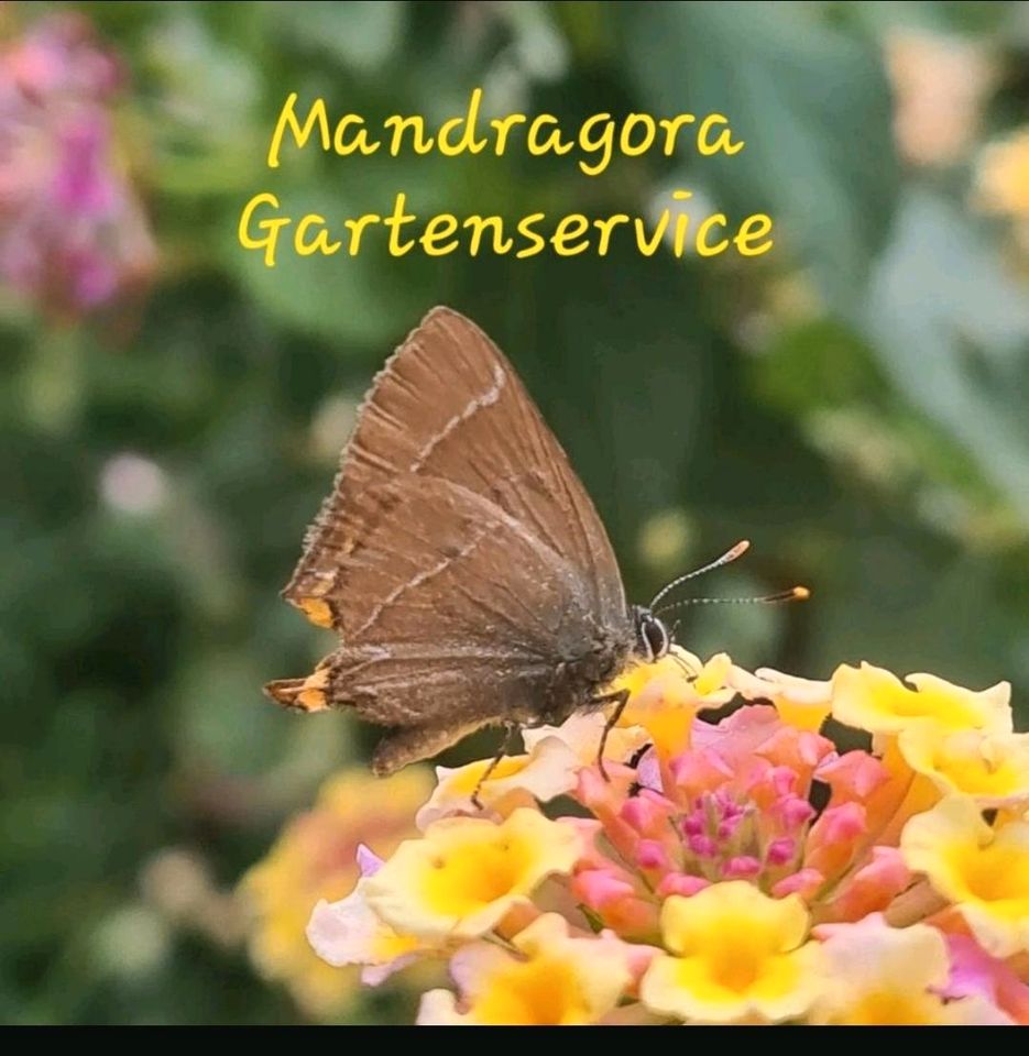 Gartenpflege, naturnah, Heckenschnitt, Baumfällungen in Walkenried