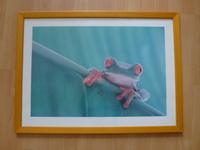 Poster Frosch - inkl. Bilderrahmen Sachsen-Anhalt - Halle Vorschau