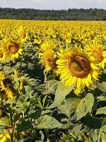 Sonnenblumenkerne, Hühnerfutter,  Vogelfutter Sachsen - Bad Dueben Vorschau