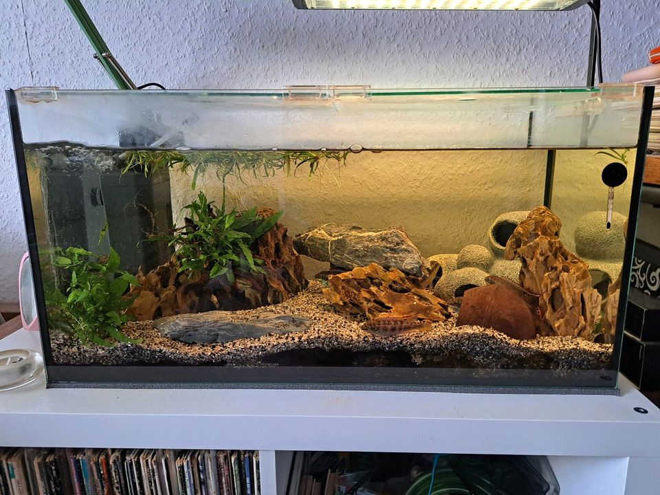 Aquarium 60x30x30  Komplett Set in Wermelskirchen