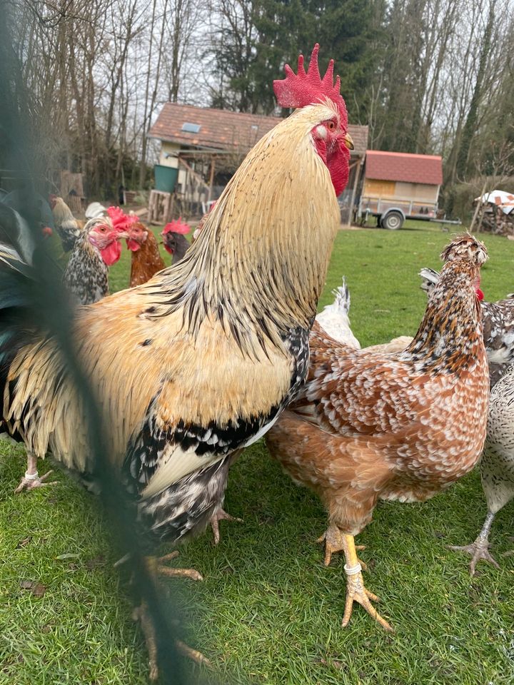 Hahn Hähne Schwedisches Blumenhuhn in Jettingen-Scheppach