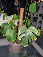 Monstera Deliciosa Pflanze Zimmerpflanze Duisburg - Rheinhausen Vorschau