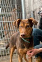 Bildschöner COBY ❤ aus dem Tierschutz sucht seine Familie Sachsen-Anhalt - Möckern Vorschau