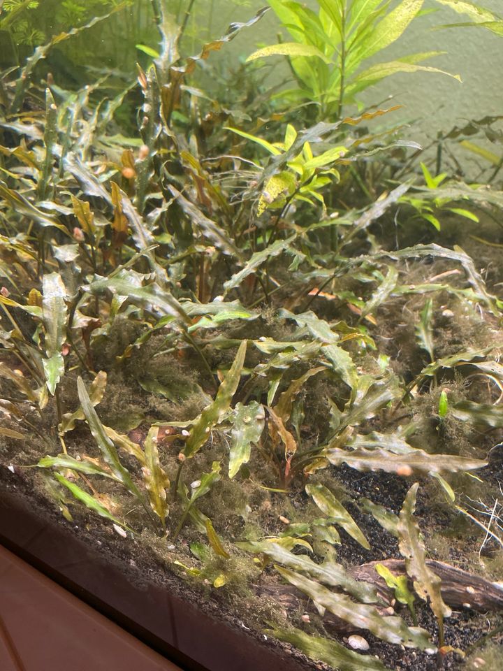 Wasserpflanzen Pflanzen Aquarium in Glashütten