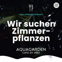 Zimmerpflanzen ob groß oder kleine Ableger für Café gesucht Sachsen - Zittau Vorschau