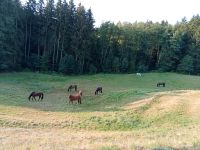 Individuelle und naturnahe Pferdehaltung Baden-Württemberg - Oberrot Vorschau