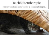 Bachblütentherapie Katze Maine Coon Siam Britisch Kurzhaar Bayern - Kitzingen Vorschau