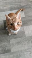 Vermisse meinen Kater Simba seit dem 27.3. Niedersachsen - Himmelpforten Vorschau