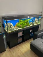 Aquarium 600 liter + Zubehör und fische (Malawi) Thüringen - Hildburghausen Vorschau