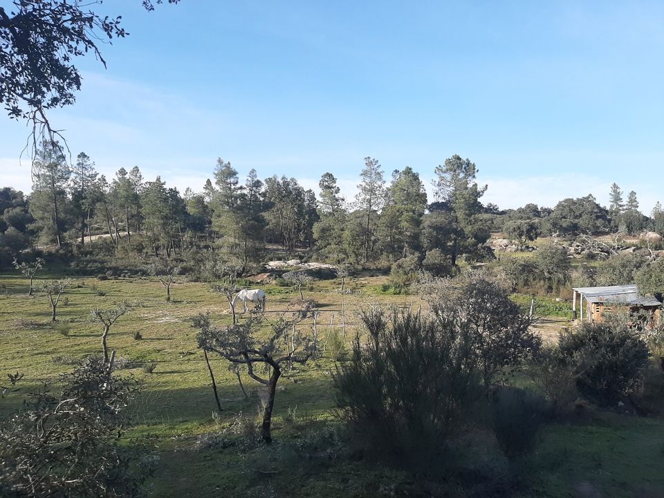3 ha Bau-Grundstück in Zentral Portugal - Oliven,Orangen,Seen in Herzfelde