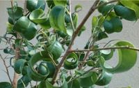 Ficus Benjamin Barok Zimmerpflanze Ableger Bayern - Freudenberg (Oberpfalz) Vorschau