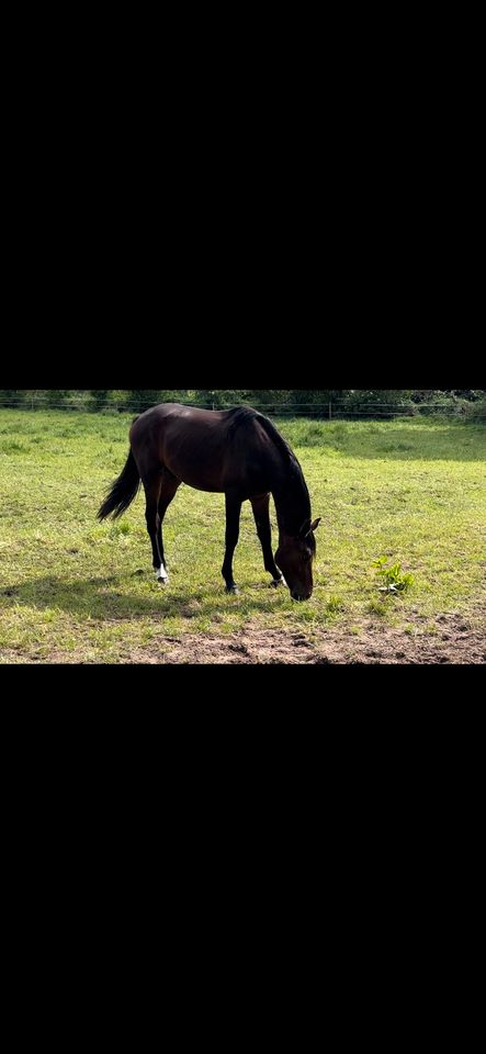 2-jähriger Hannoveraner Hengst mit Dreifachveranlagung in Grebin