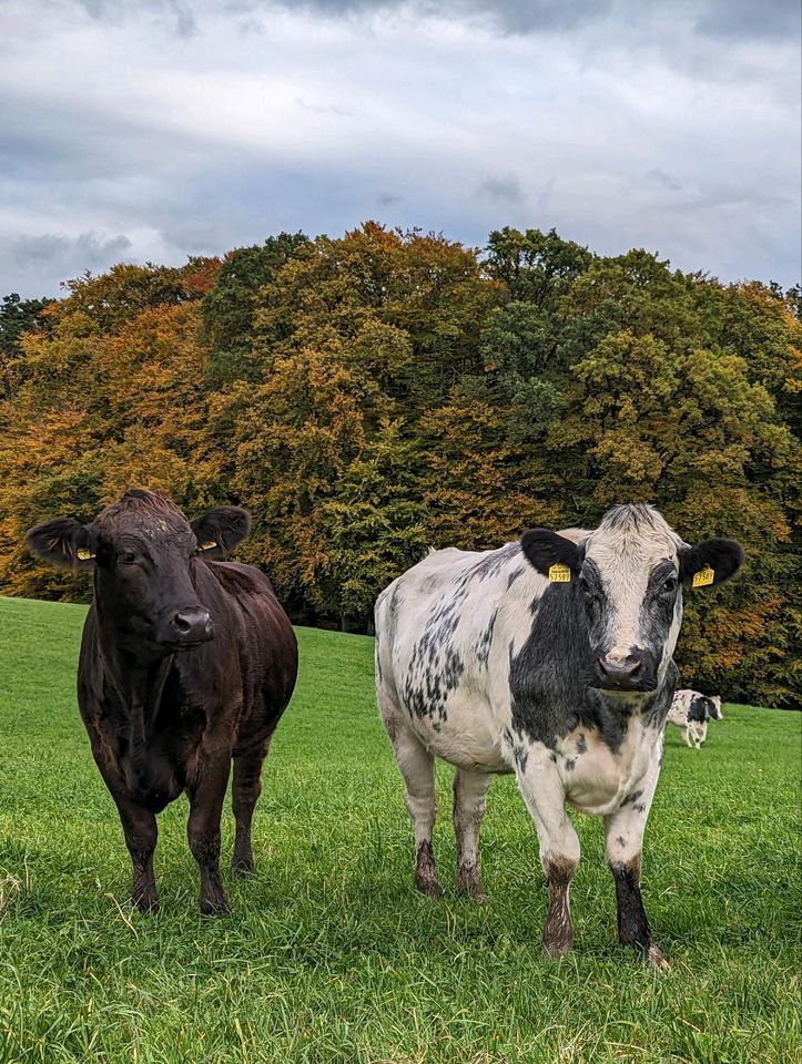 Hochwertiges Rindfleisch vom Weiderind in Overath