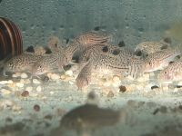 Juli Panzerwels  3cm Corydoras julii 5,50€ Baden-Württemberg - Rangendingen Vorschau