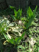 Iris, Schwertlilie, blau, Garten, Pflanze, Staude, winterhart Niedersachsen - Unterlüß Vorschau