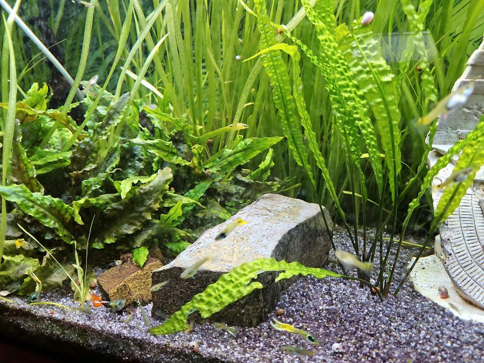 Kleine Guppys je 5 Stück Nachwuchs 1-2cm in Selters