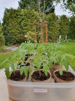 Tomatenpflanzen "Oxheart" Nordvorpommern - Landkreis - Barth Vorschau