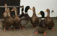 Rouen Clair / Französische Rouen Enten, mit Bundesring Schleswig-Holstein - Negernbötel Vorschau