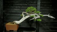 Bonsai Sadebaum Bayern - Karlstein Vorschau