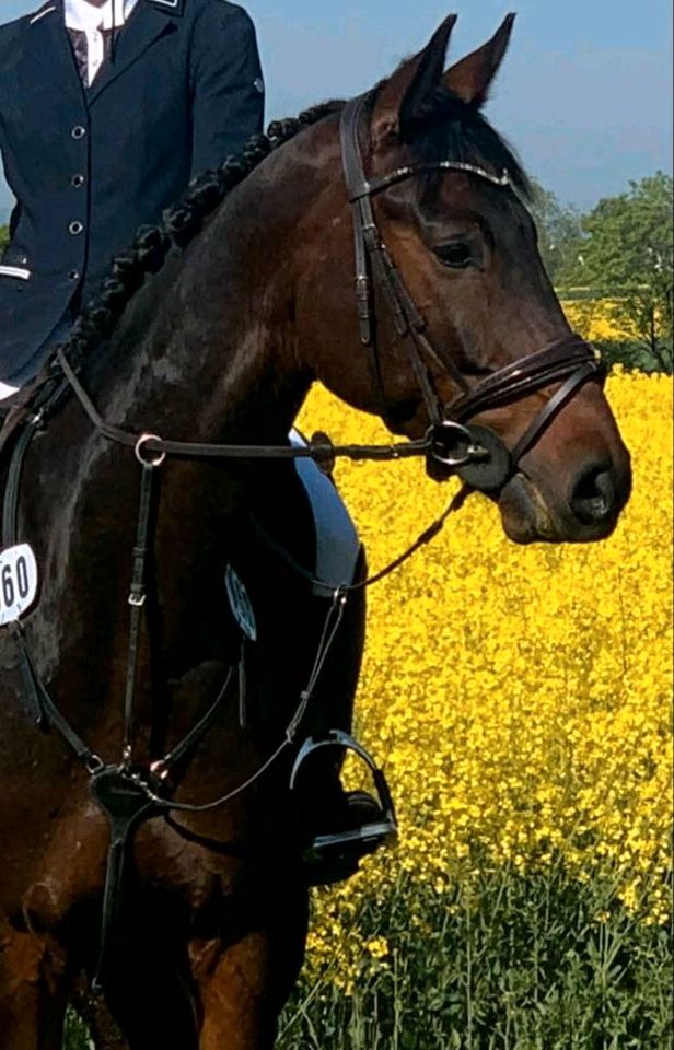 Bildschöner Wallach mit viel Vermögen und guten GGA - Springpferd in Montabaur