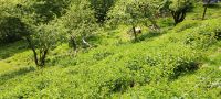 Brennesseln Brennessel Tee Tierfutter Hühnerfutter Thüringen - Schleusingen Vorschau