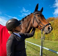 Reitbeteiligung Hessen - Hünfelden Vorschau