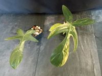 Philodendron Florida Beauty Ableger Nordrhein-Westfalen - Datteln Vorschau