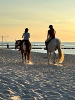 Pony reiten & geführte Ausritte am Meer für Fortgeschrittene Bad Doberan - Landkreis - Graal-Müritz Vorschau