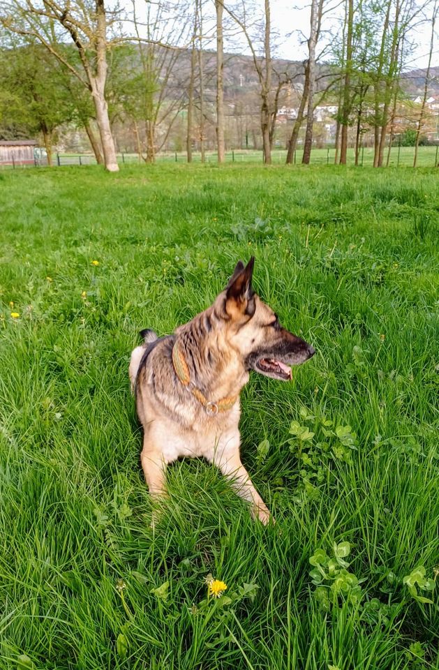 Senta Schäferhund Mix Hündin in Eschau